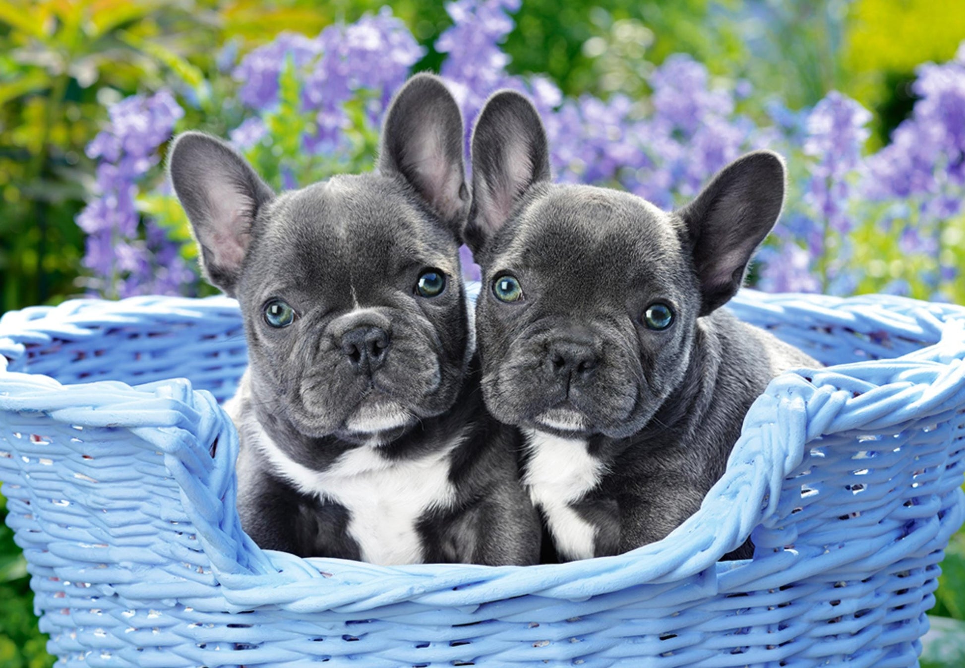 Toys Puzzle 1000 Pezzi - French Bulldog Puppies