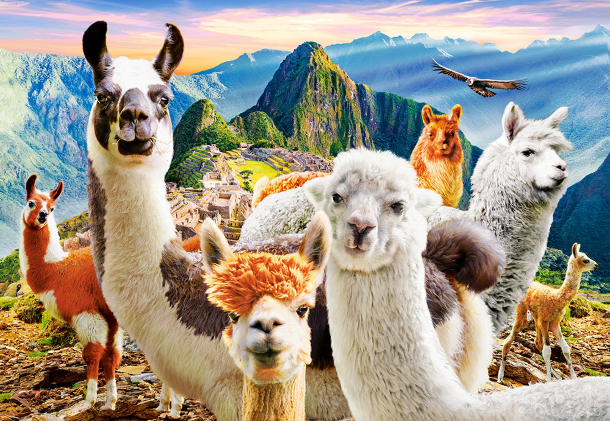 1000 Piece Puzzle - Llamas Selfie