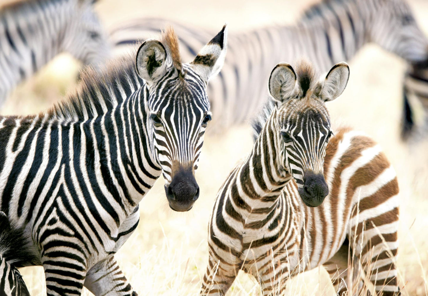 Toys Puzzle 1000 Pezzi - Young Zebras