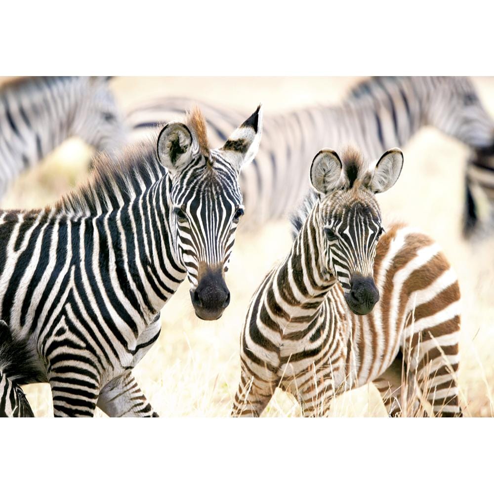 Toys Puzzle 1000 Pezzi - Young Zebras