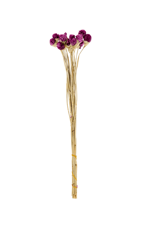 Casa GOMPHRENA Purple dried flowers, L 65 cm