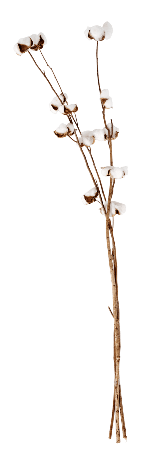 COTTON Cotton branch set of 3 white, L 70 cm