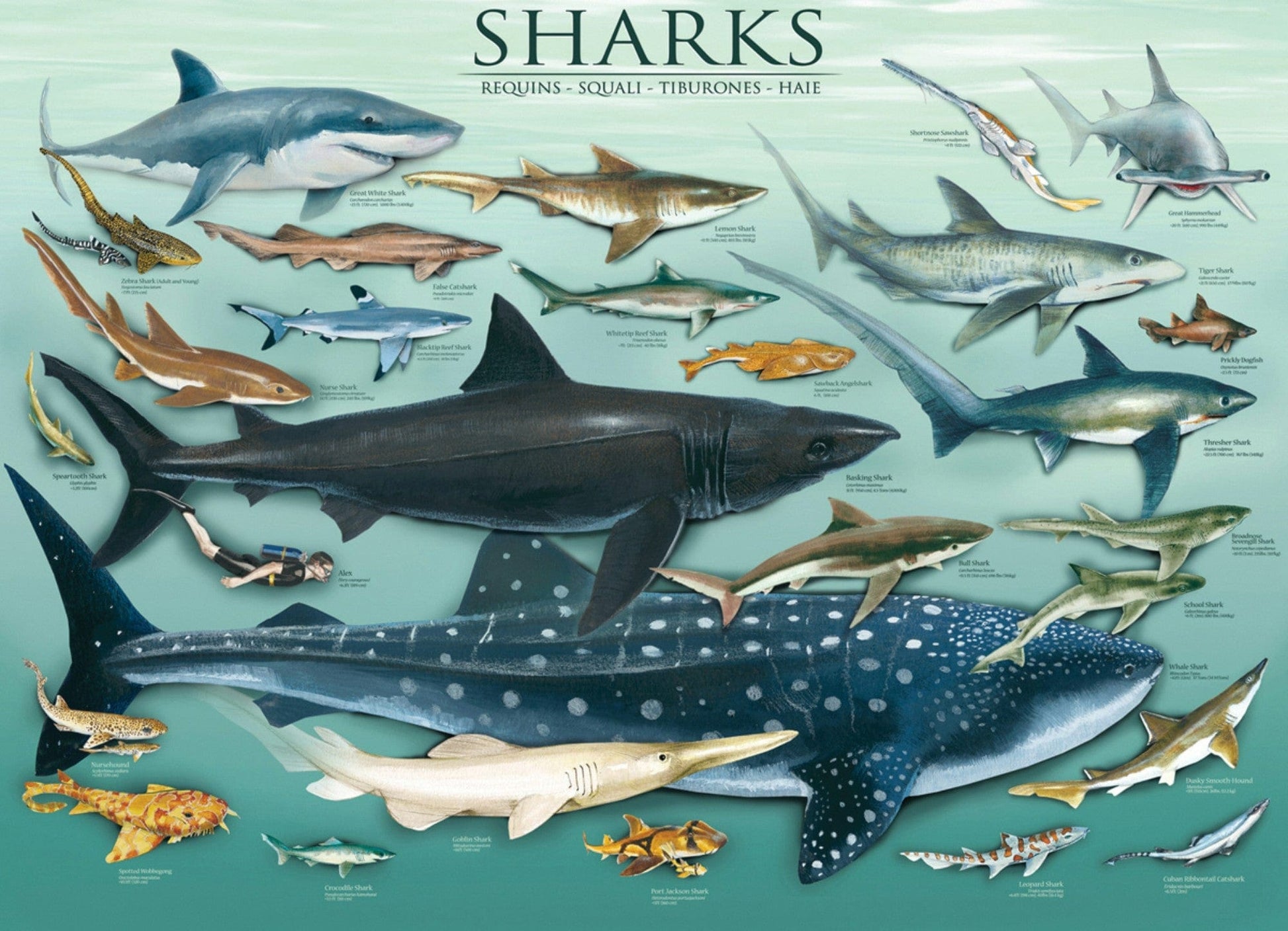 Toys 1000 Piece Puzzle - Sharks