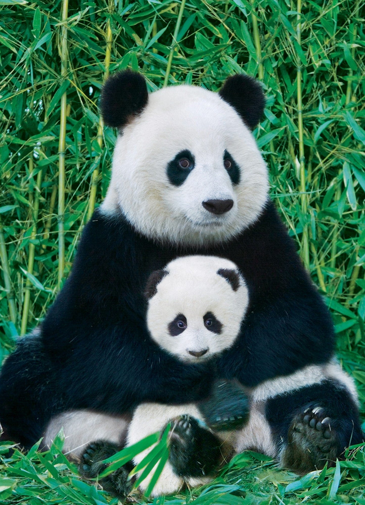 Toys 1000 Piece Puzzle - Panda & Baby