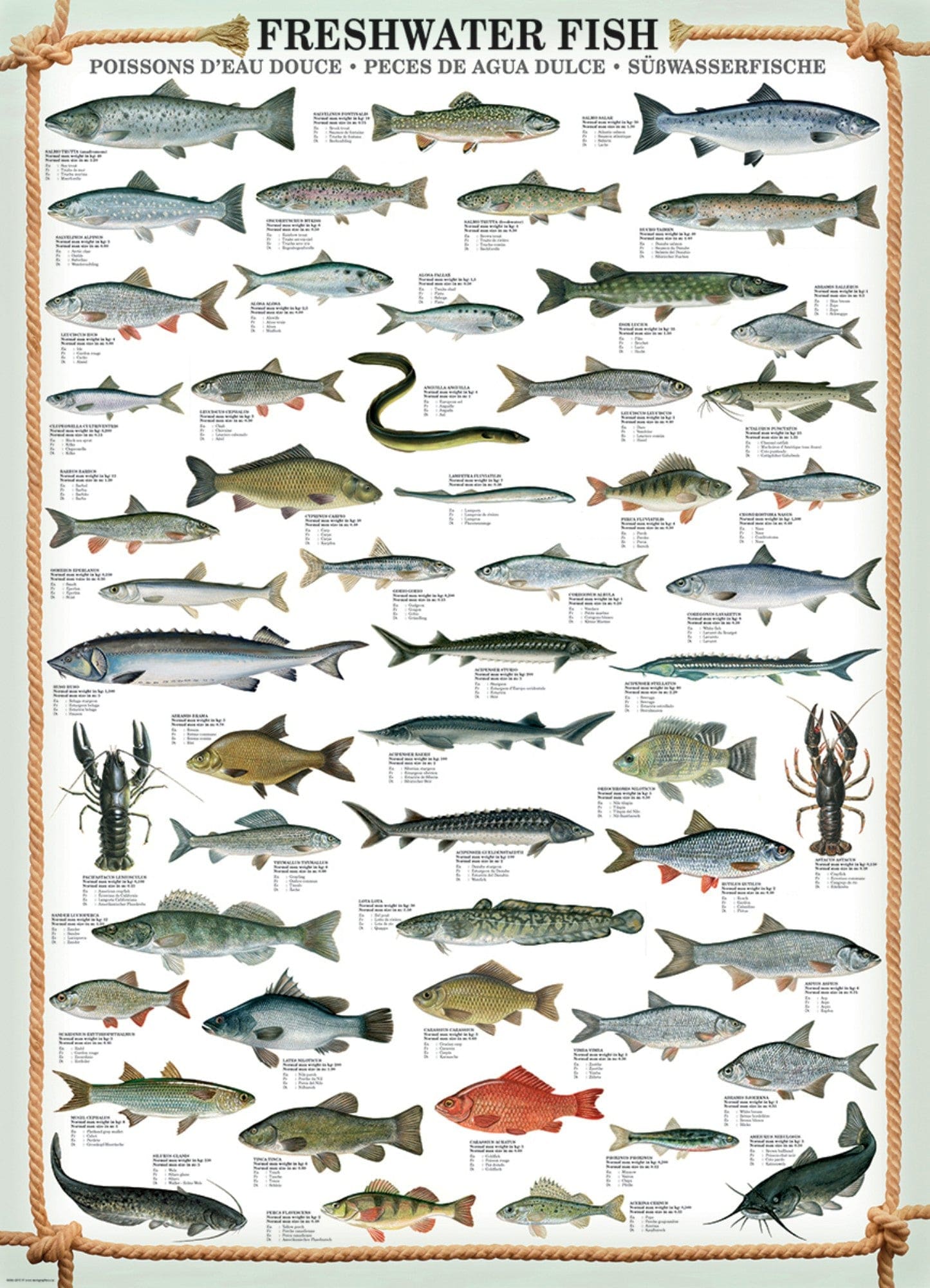 Toys 1000 Piece Puzzle - Freshwater Fish