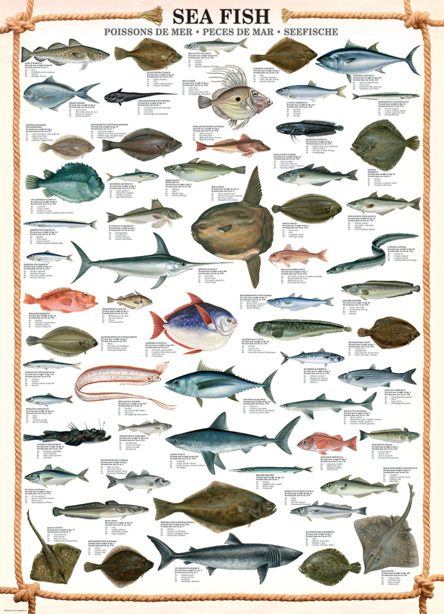 Toys 1000 Piece Puzzle - Sea Fish