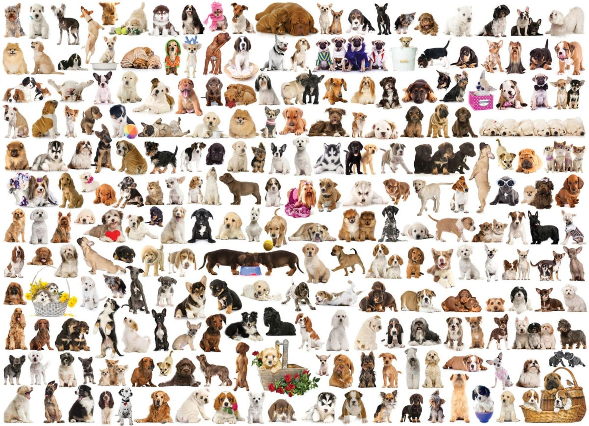 Toys Puzzle da 1000 Pezzi - The World of Dogs