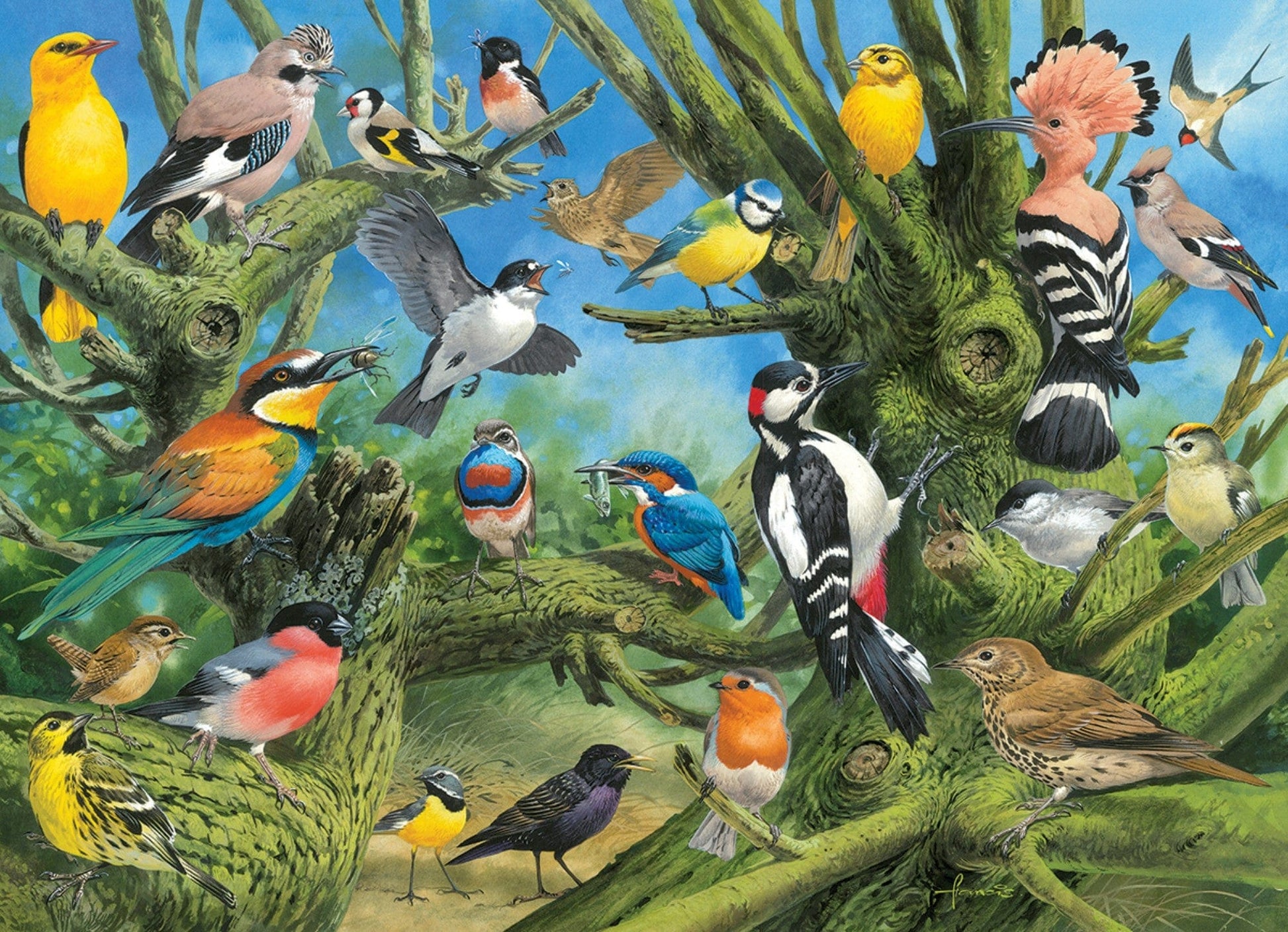 Toys Puzzle da 1000 Pezzi - Joahn Francis: Garden Birds by Joahn Francis