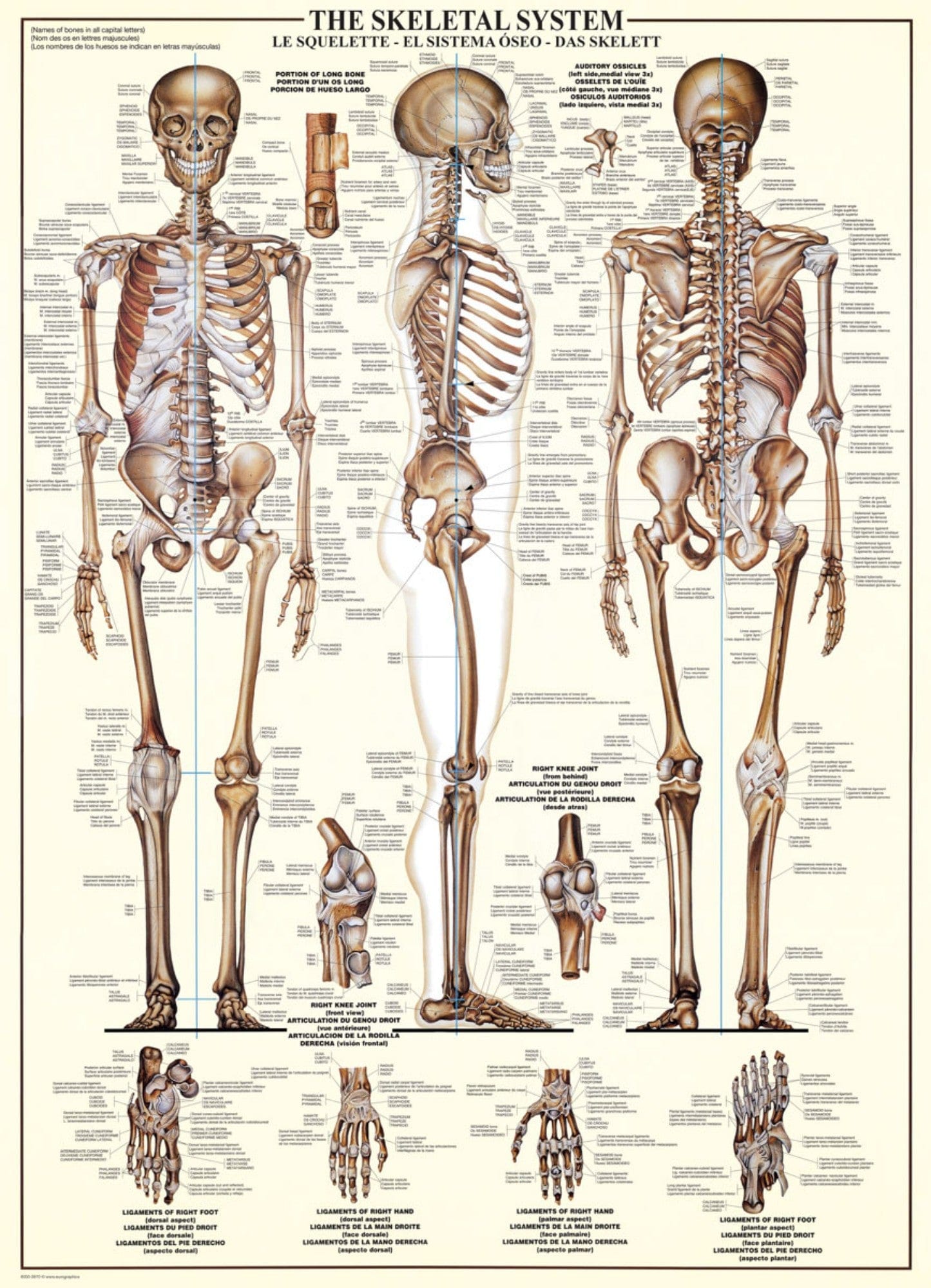 Toys Puzzle da 1000 Pezzi - The Skeletal System