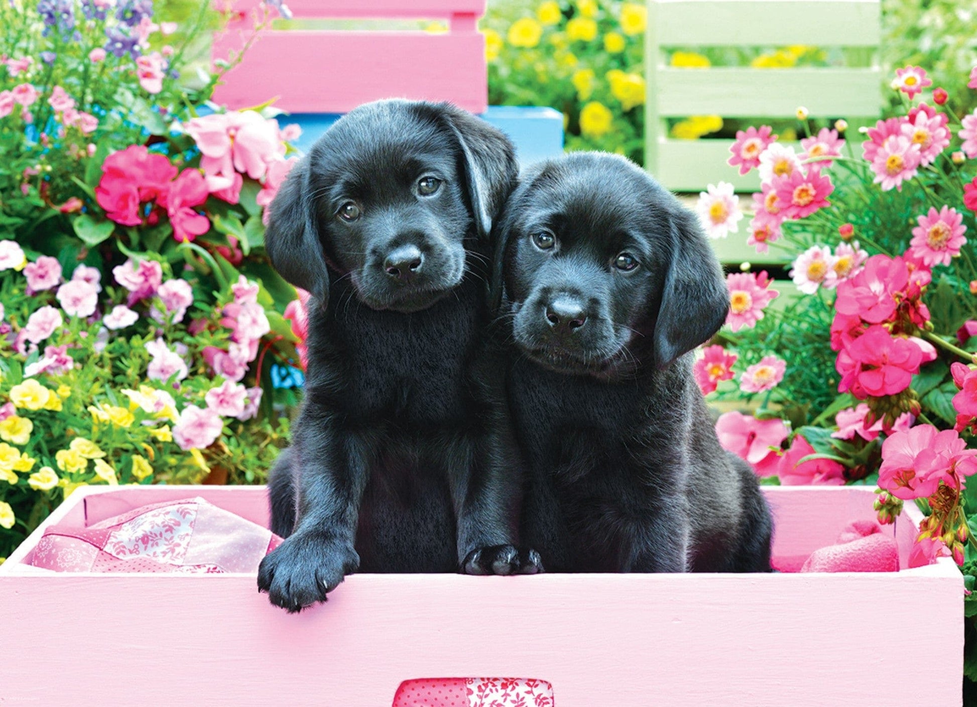 Toys Puzzle da 500 Pezzi - Black Labs in Pink Box