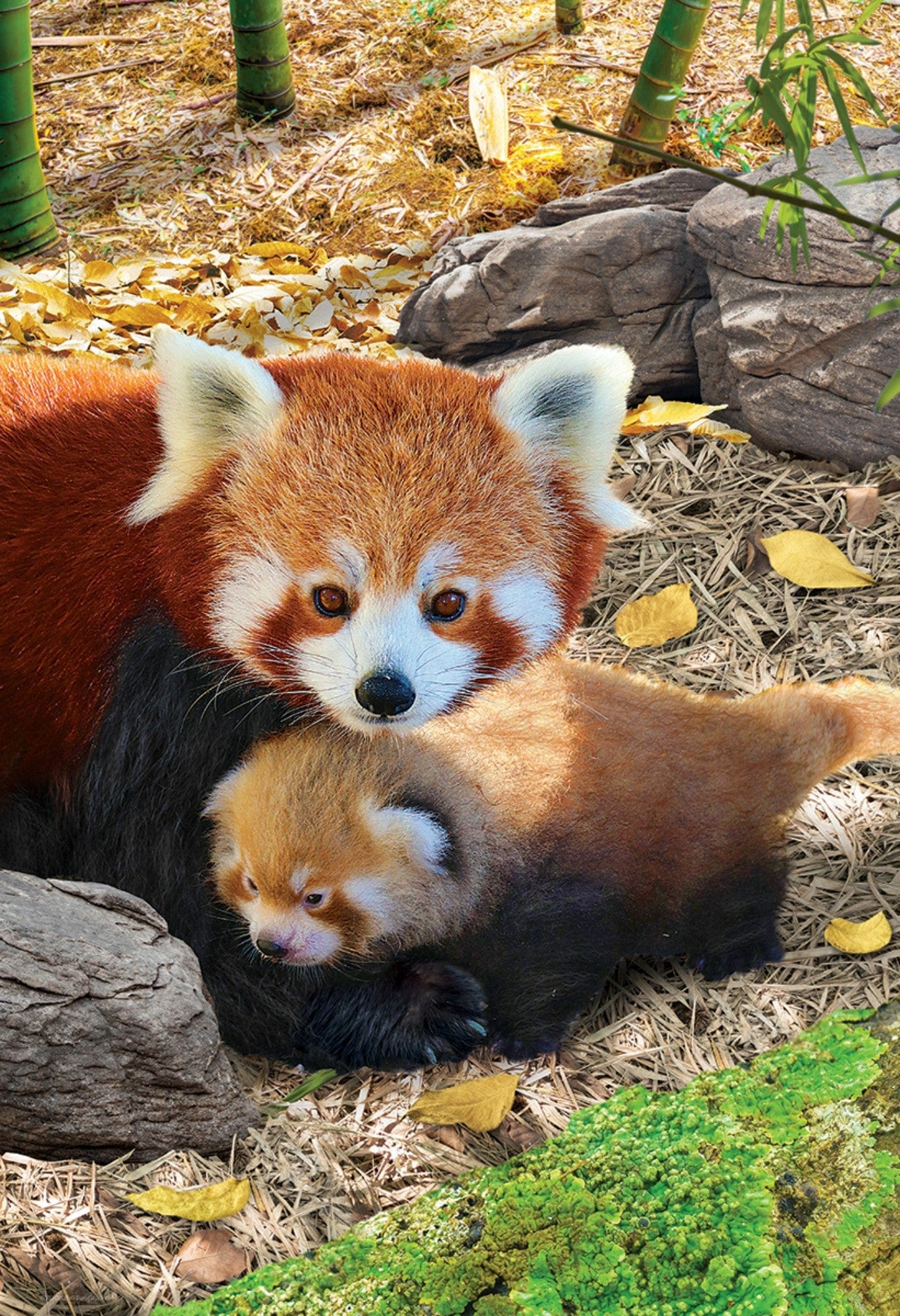 Toys 250 Piece Puzzle - Red Pandas