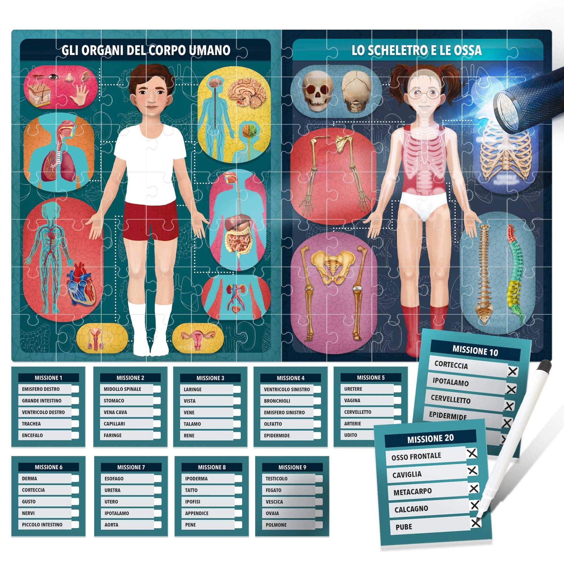 Toys The Human Body in X-Ray