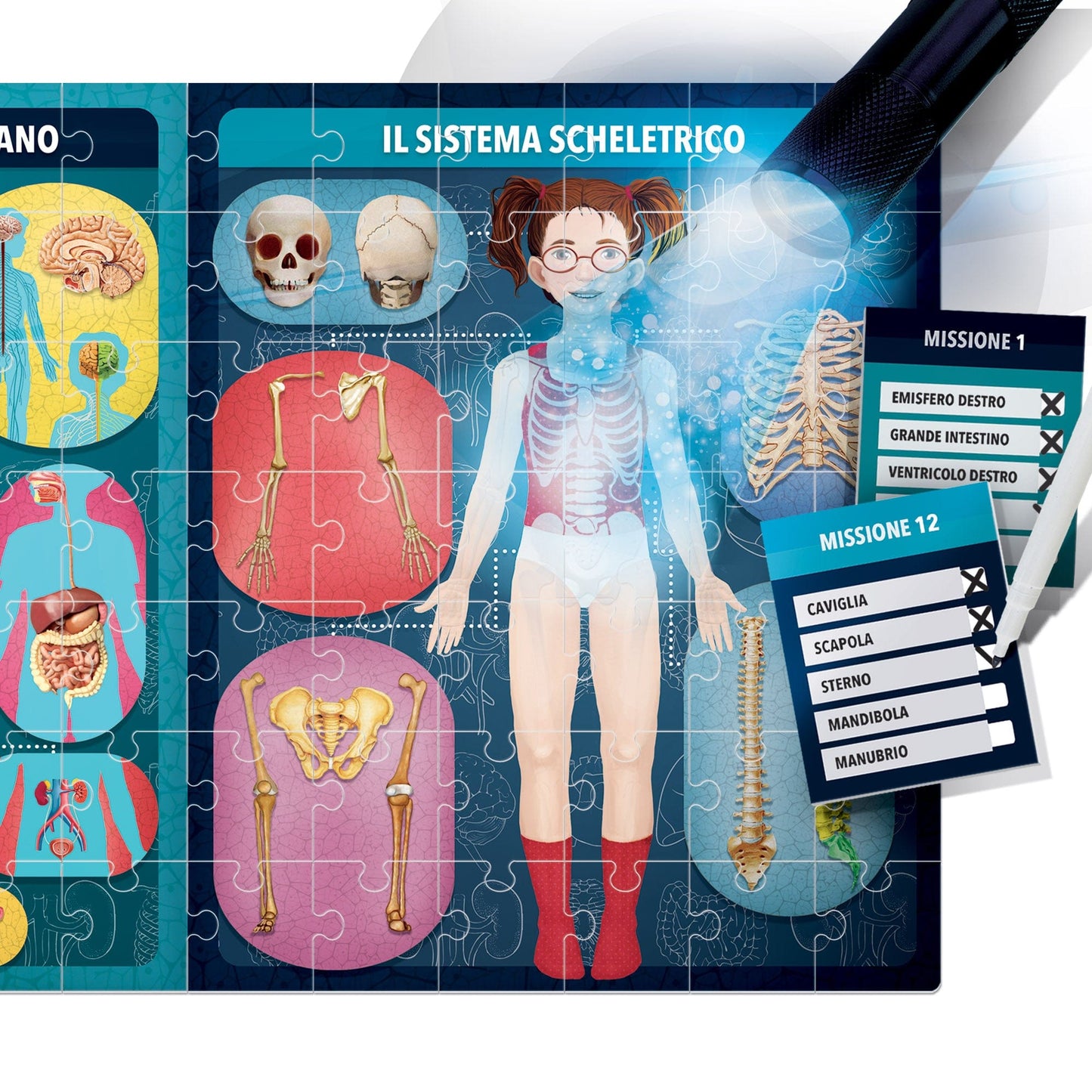 Toys The Human Body in X-Ray