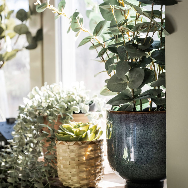 Plants that bring a home to life