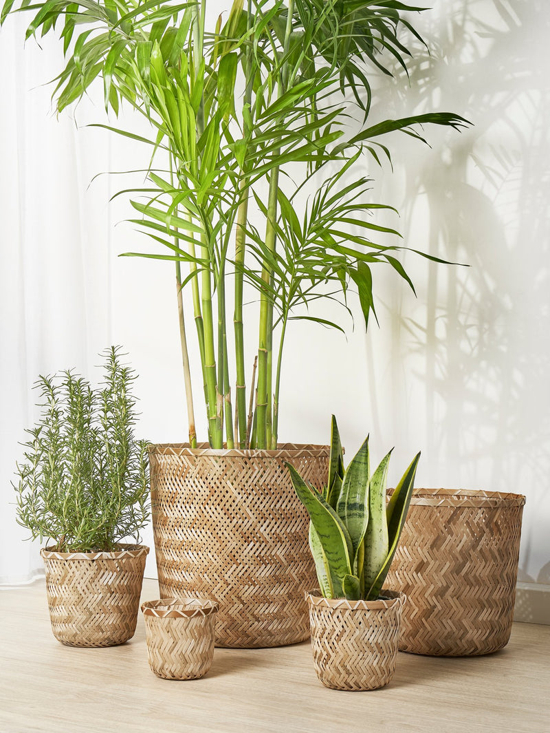 Brighten up life at home with green gifts for everyone