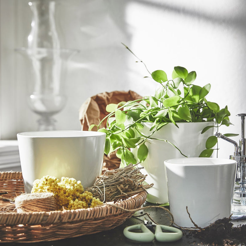Brighten up life at home with green gifts for everyone