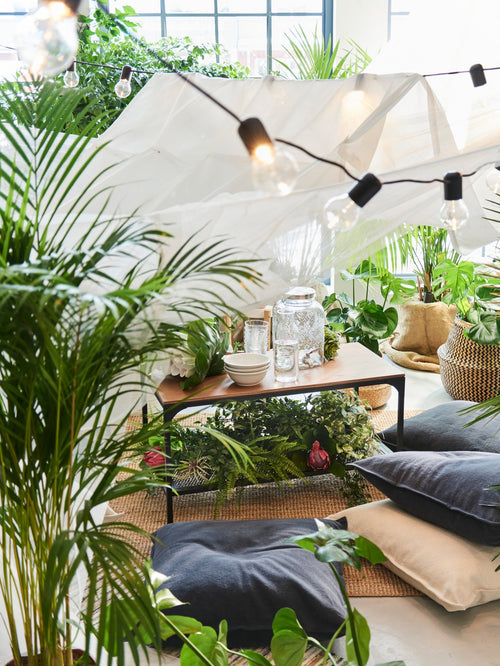 Plants