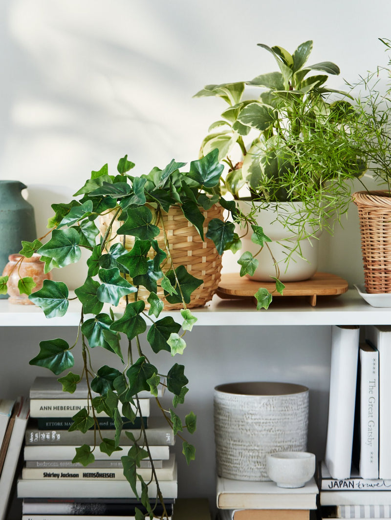 Plants that bring a home to life