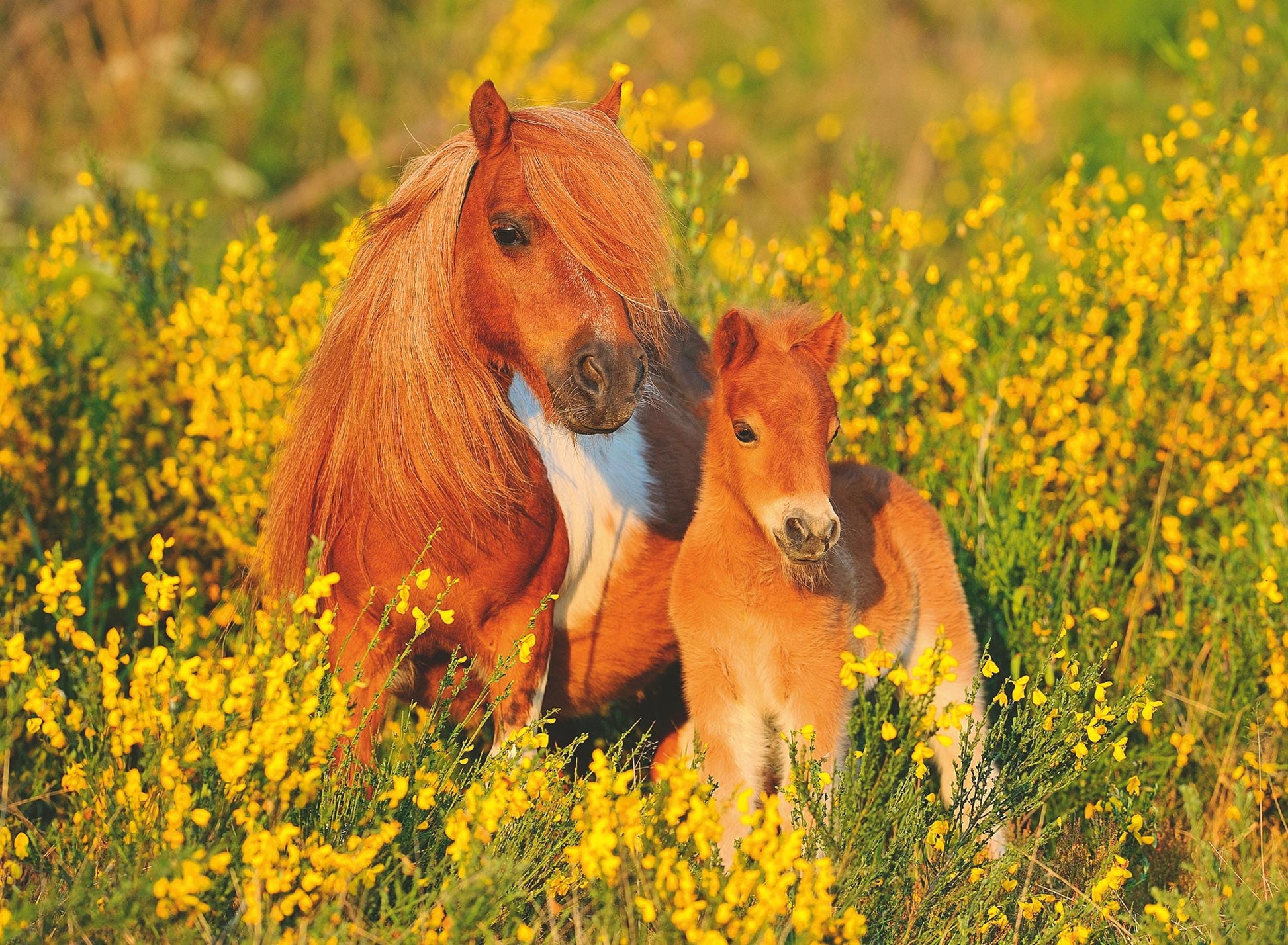 Toys 100 Piece XXL Puzzle - Shetland Pony