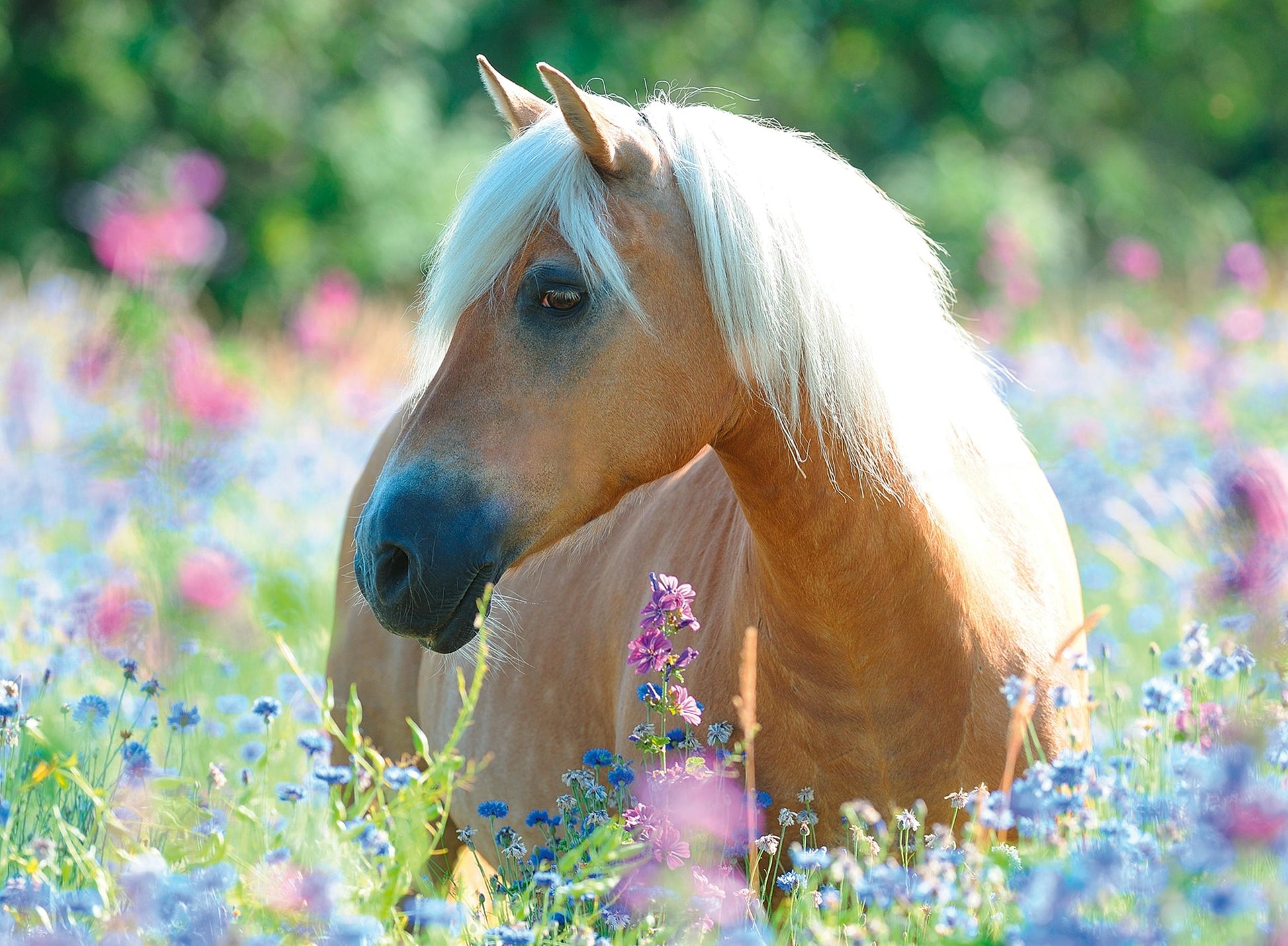 Toys 300 Piece XXL Puzzle - Horse among the flowers