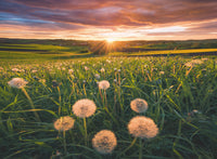 500 Piece Puzzle - Dandelions at Sunset