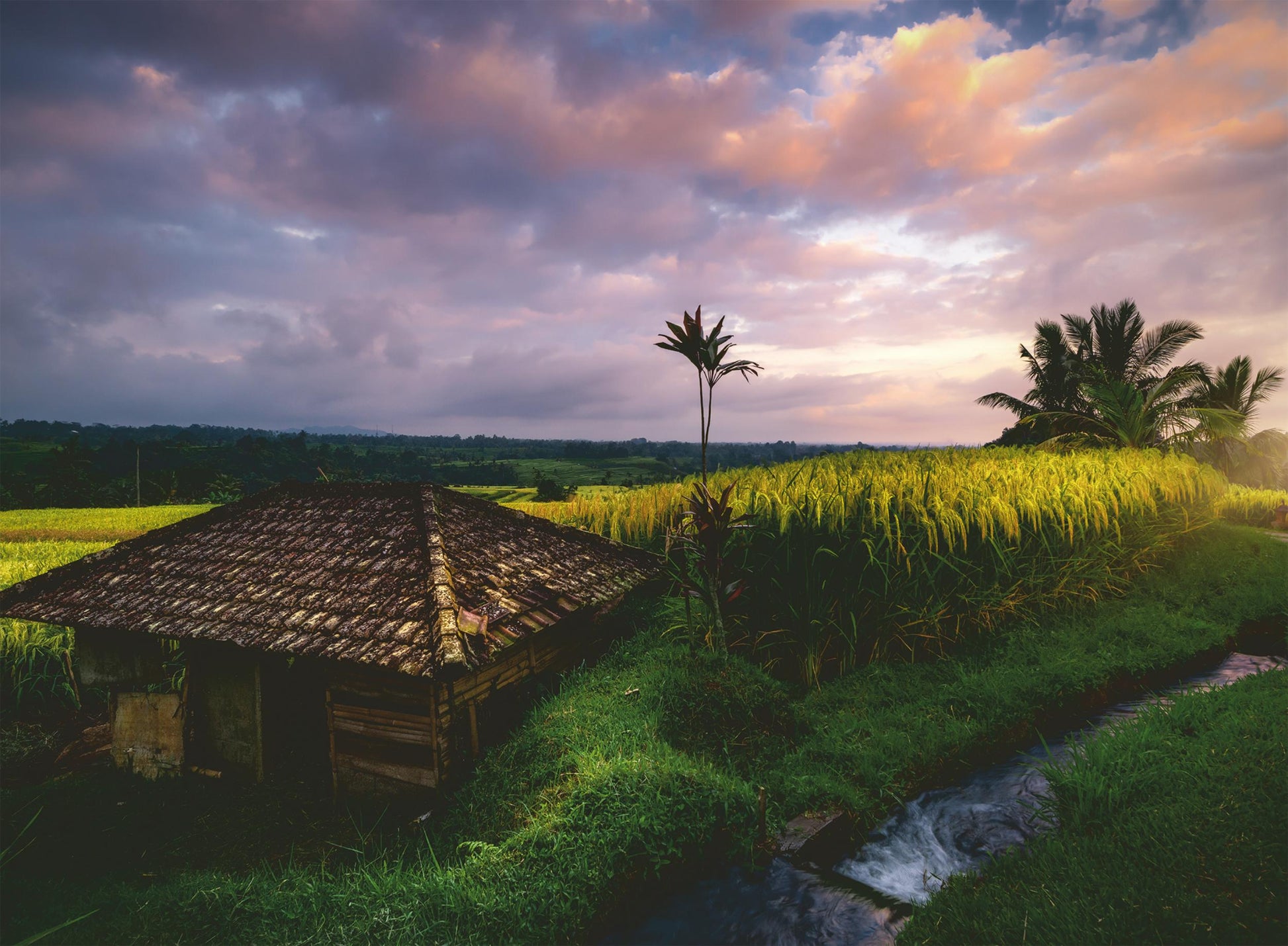 Toys 500 Piece Puzzle - Rice Fields in Bali