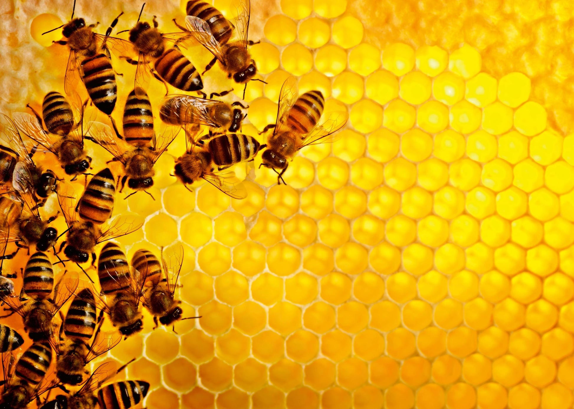 Toys Puzzle 1000 pcs - The Hive Challenge