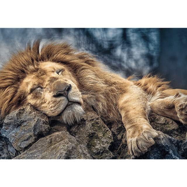 Toys 1000 Piece Puzzle - Sleeping lion