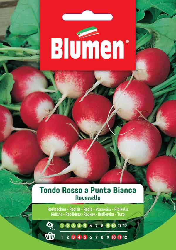 RED ROUND RADISH P.BIA