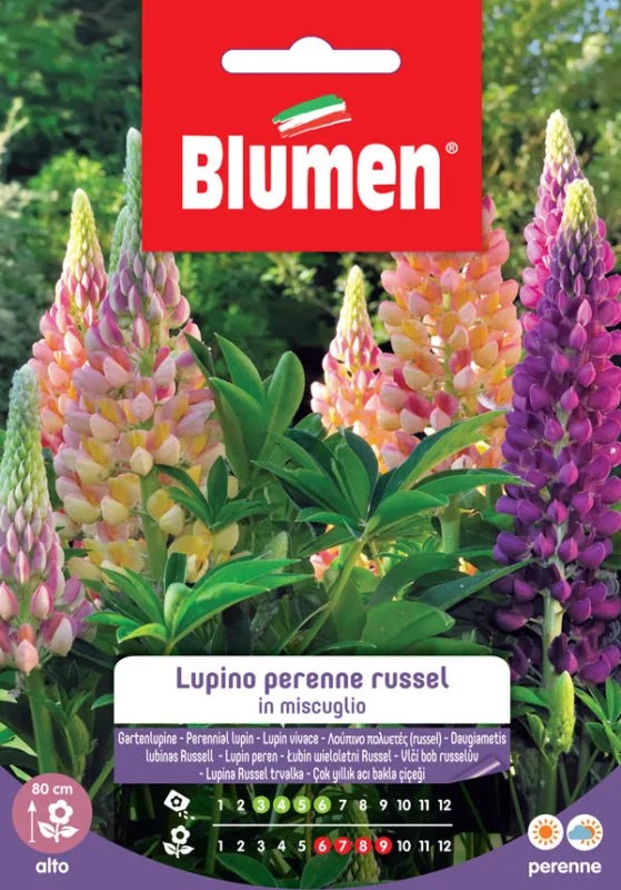LUPINE RUSSEL MIX
