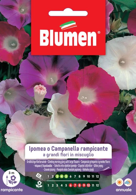 HYPOMEA BELLS.RAMPIC. MIX