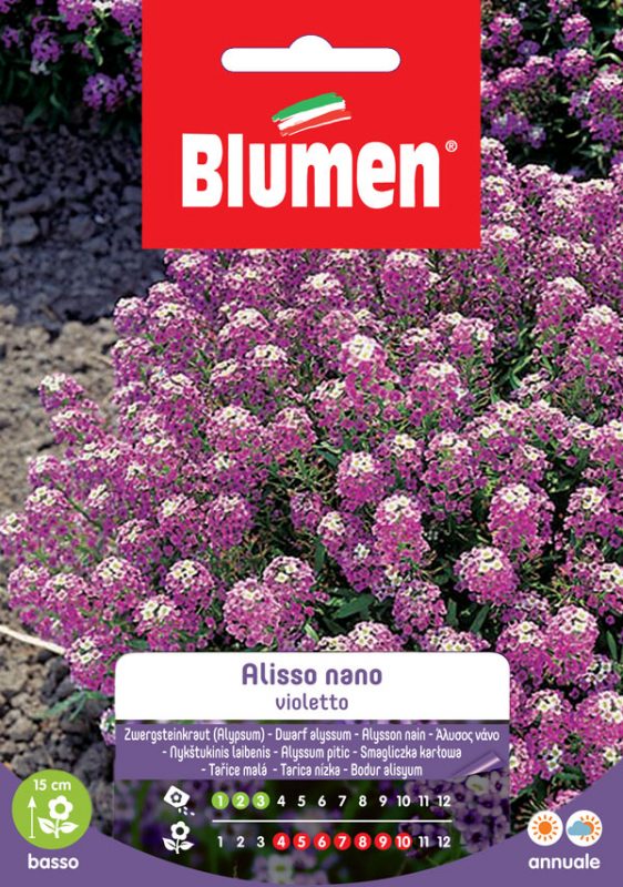 EV DWARF VIOLET ALYSSUM
