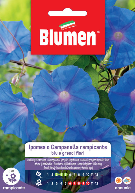 IPOMEA BELL RAMP.BLUE