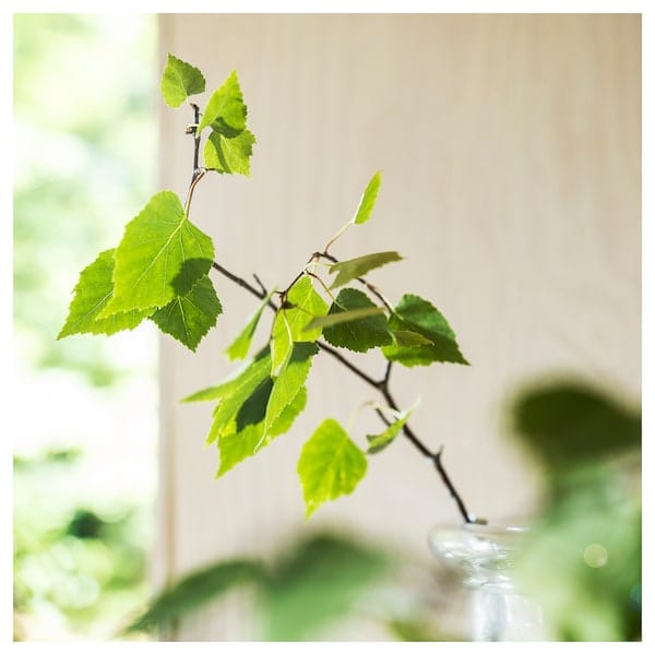 Ikea ADLAD - Scented candle in glass, Scandinavian Woods/white, 40 hr