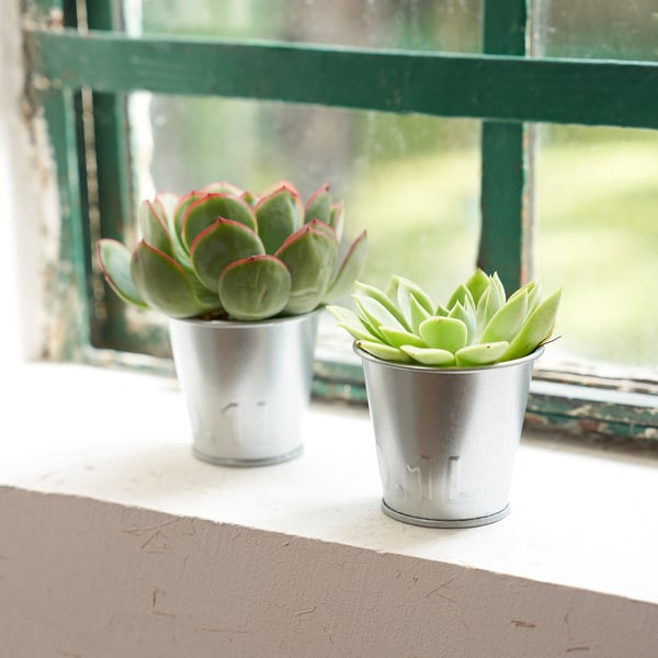 ÅKERBÄR plant pot, in/outdoor/galvanised, 6 cm