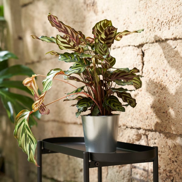 ÅKERBÄR plant pot, in/outdoor/galvanised, 12 cm