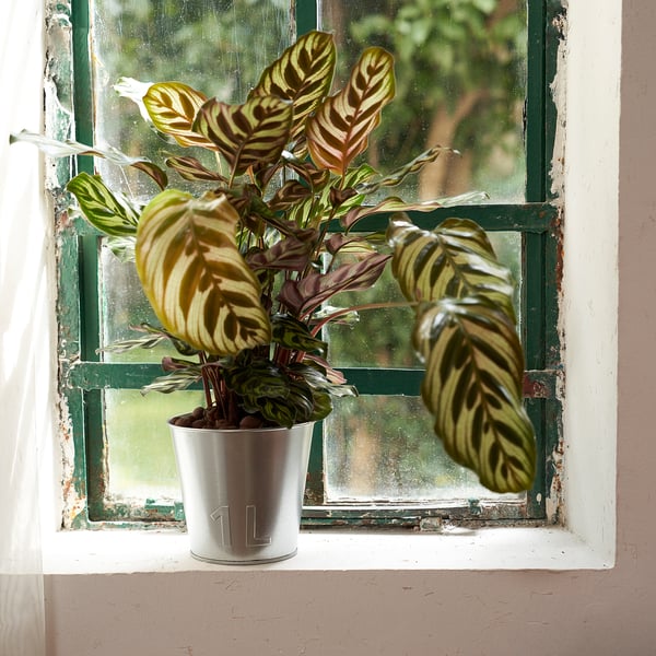 ÅKERBÄR plant pot, in/outdoor/galvanised, 12 cm