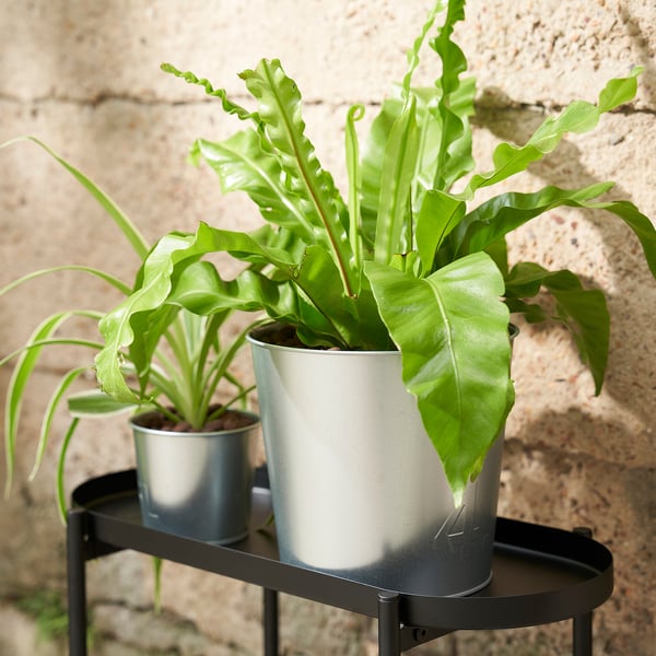ÅKERBÄR - Plant pot, in/outdoor/galvanised, 19 cm