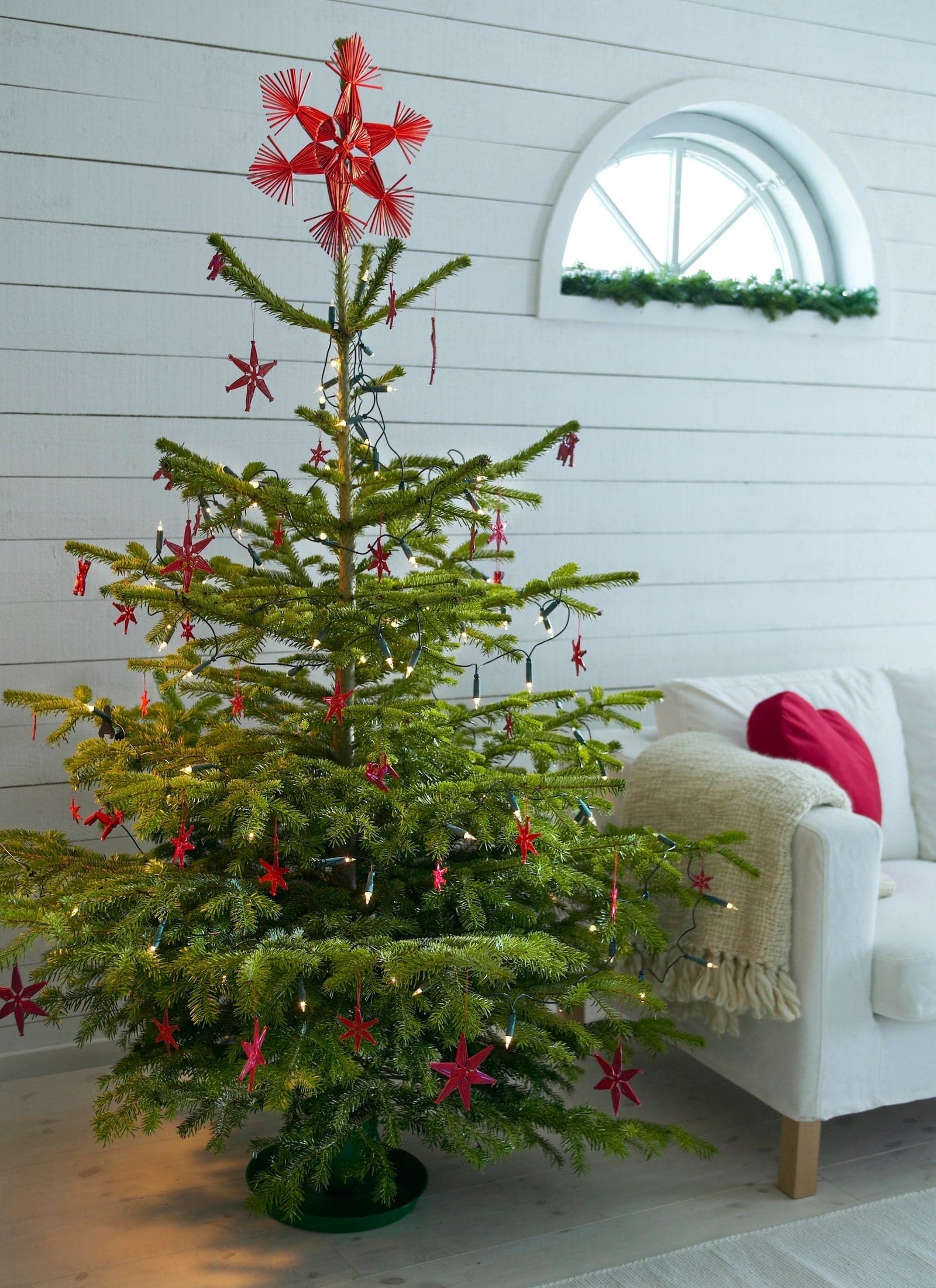 PICEA - natural Christmas tree, various species, 140 cm - best price from Maltashopper.com 70036864