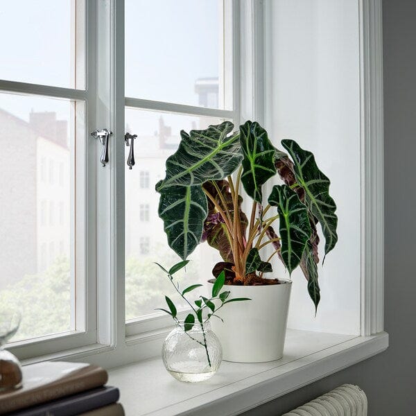 Ikea ALOCASIA AMAZONICA - Potted plant, Elephant ear, 17 cm