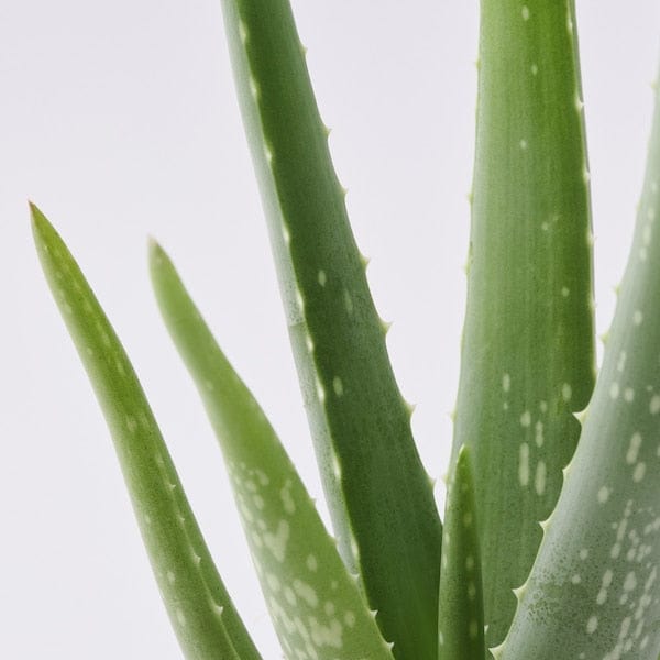 Ikea ALOE VERA - Potted plant, Aloe, 12 cm