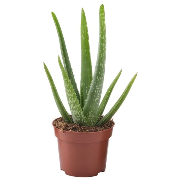 Ikea ALOE VERA - Potted plant, Aloe, 12 cm