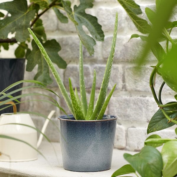 Ikea ALOE VERA - Potted plant, Aloe, 12 cm