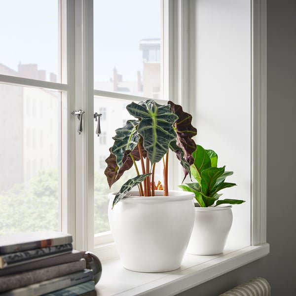 AMBRARÖNN - Plant pot, in/outdoor/white, 19 cm