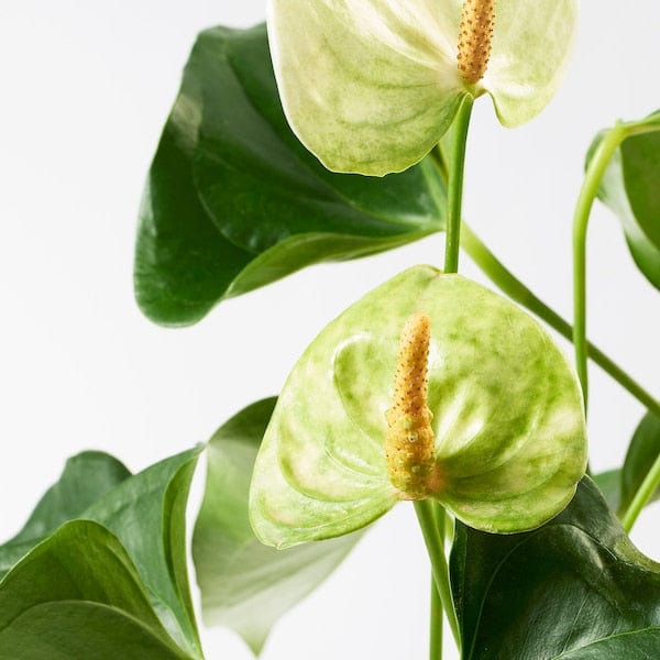 Ikea ANTHURIUM - Potted plant, Flamingo plant, 12 cm