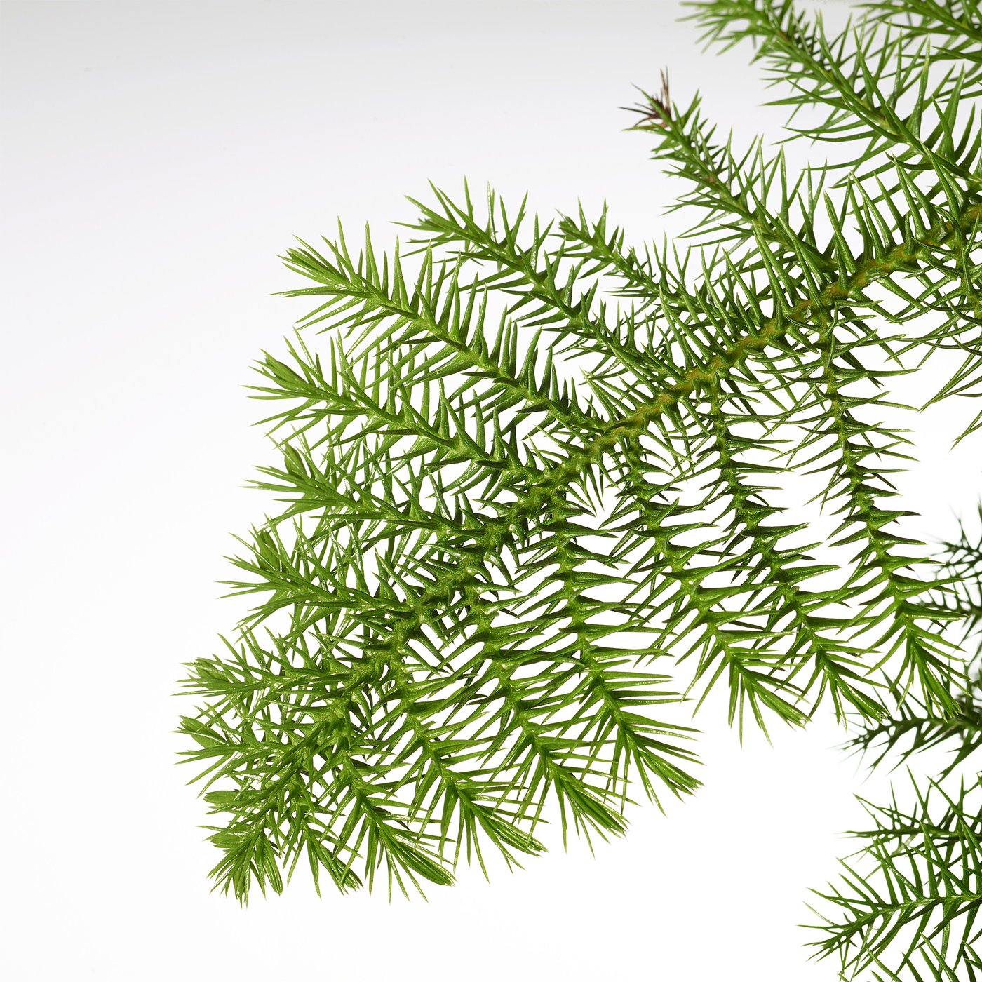 ARAUCARIA potted plant, Norfolk island pine, 17 cm
