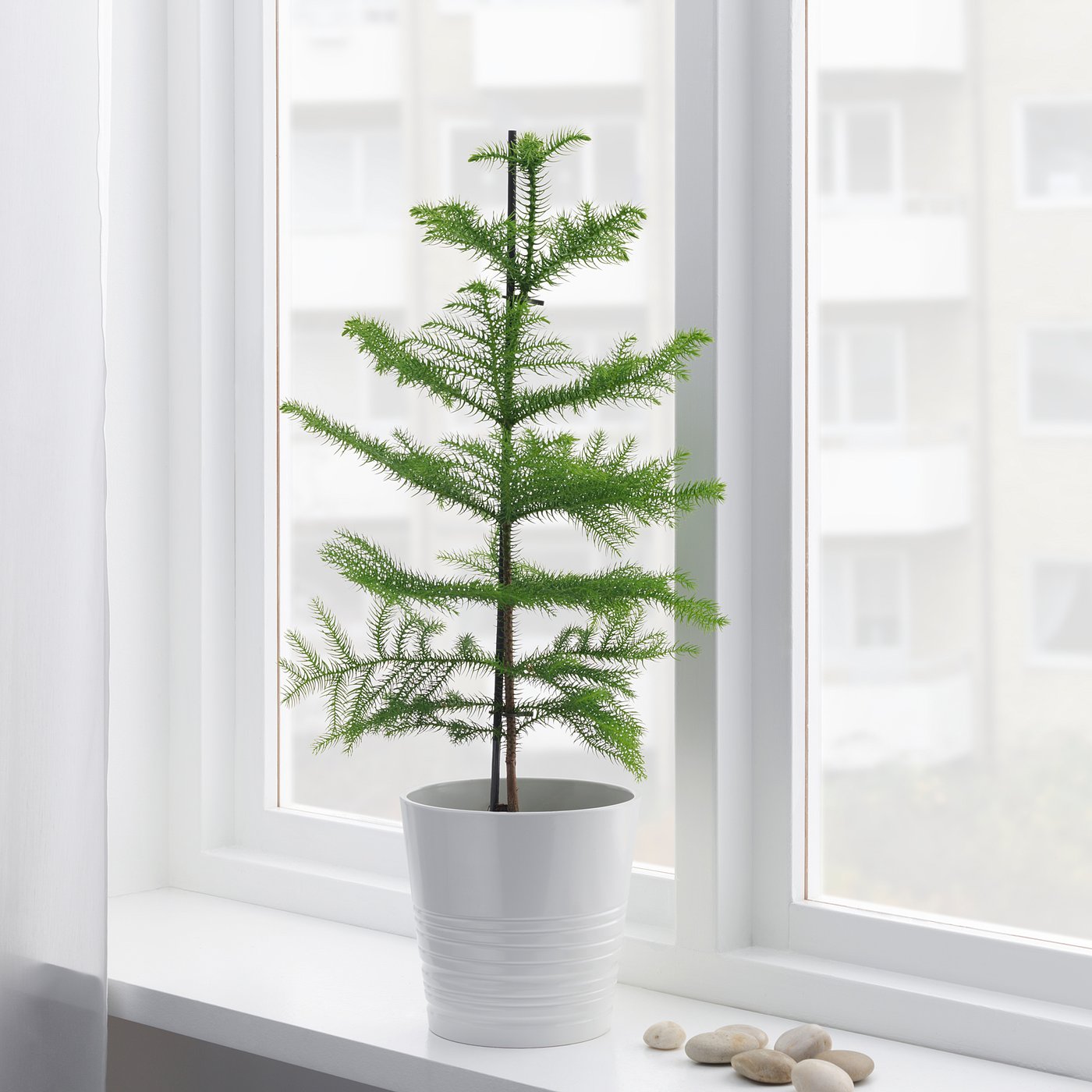 ARAUCARIA potted plant, Norfolk island pine, 17 cm