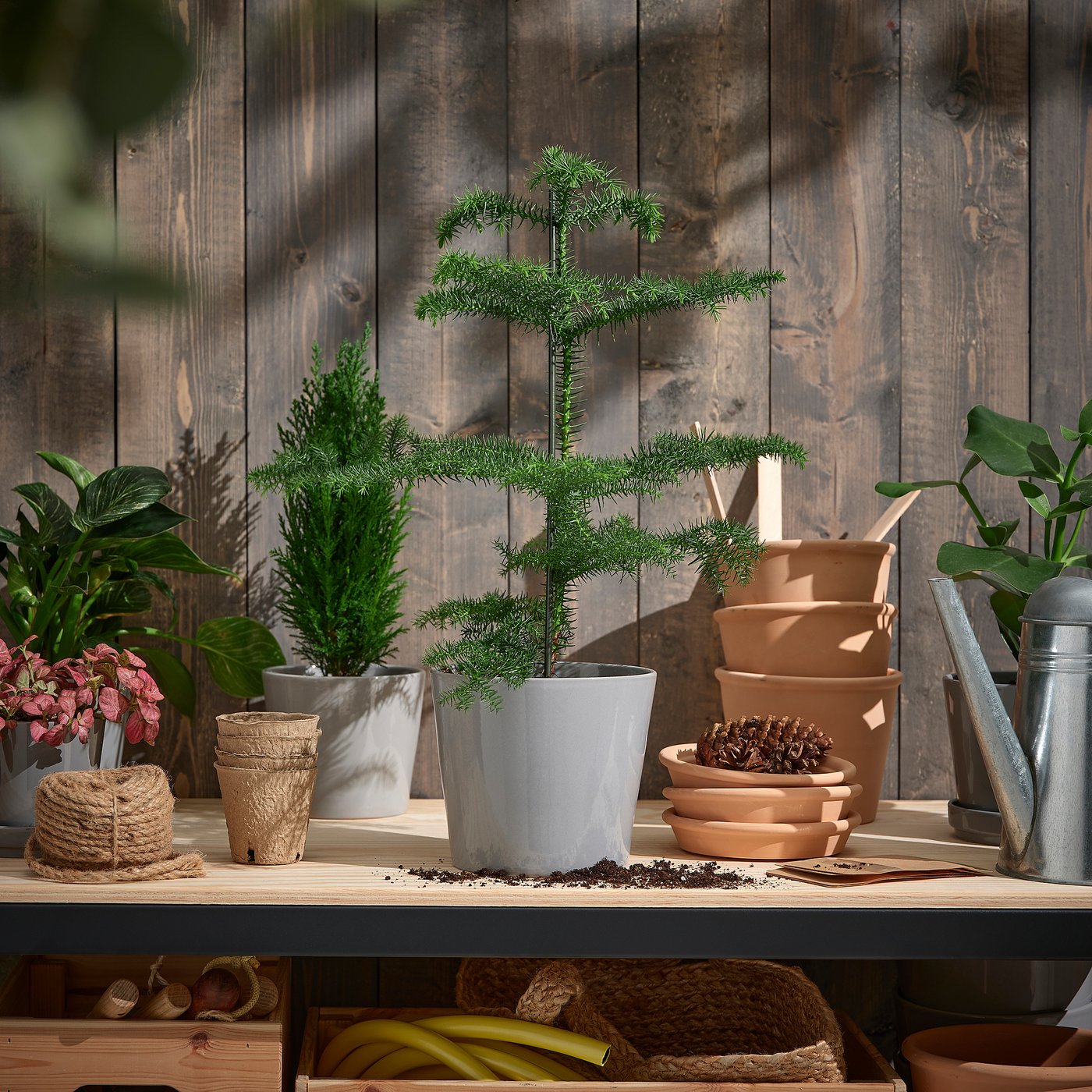 ARAUCARIA potted plant, Norfolk island pine, 17 cm