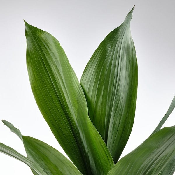 Ikea ASPIDISTRA ELATIOR - Potted plant, Cast iron plant, 17 cm