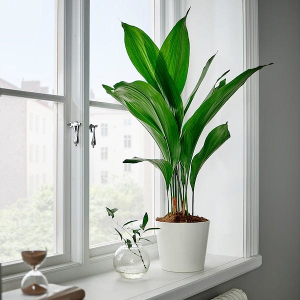 Ikea ASPIDISTRA ELATIOR - Potted plant, Cast iron plant, 17 cm